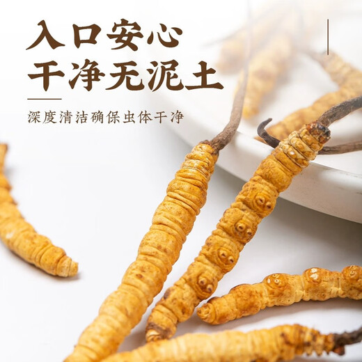 Cordyceps Geschenkbox echte Ernährung und nahrhafte High-End-Feiertagsgeschenke für Älteste und Eltern Spring Festival Neujahr Waren 4 Stöcke/Gramm 20 Stöcke [Geschenk für Ihre eigene Verwendung]