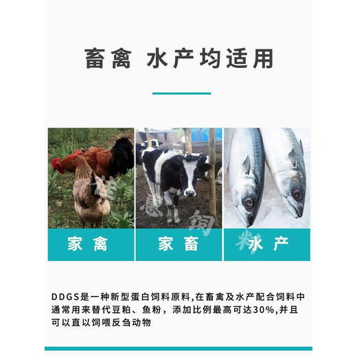 Distillers corn, dried alcohol grains, distiller's grains, DDGS small yellow noodle feed raw materials, nest materials, nest making fish bait, corn distillers grains 5 Jin Jin is equal to 0.5 kg