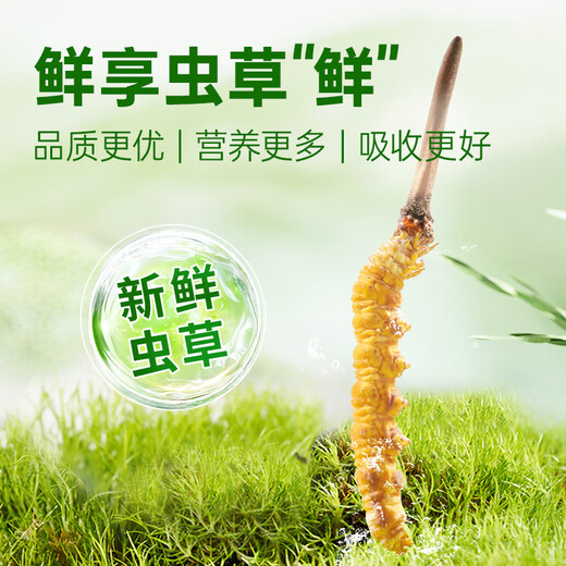 Yuanjiangcao Fresh Cordyceps Sinensis 2025 First Crop Fresh Cordyceps 0.6~0.7g/root 50 roots Directly shipped from the source and shipped coldly