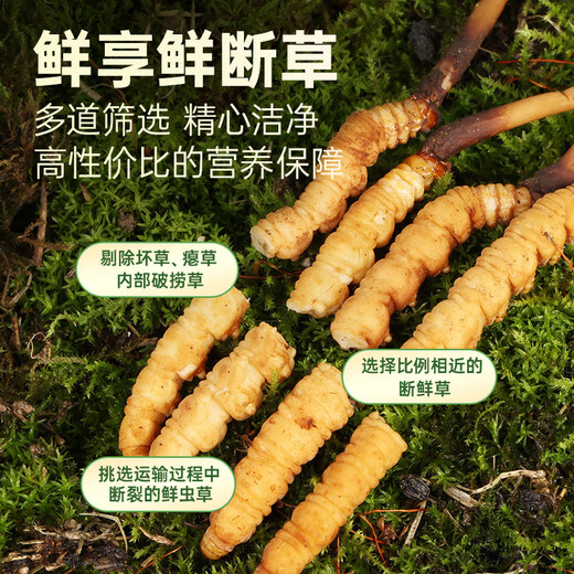 源江草【2025年鲜虫草】新鲜冬虫夏草 大号断虫草20克 源头直发冷运包邮