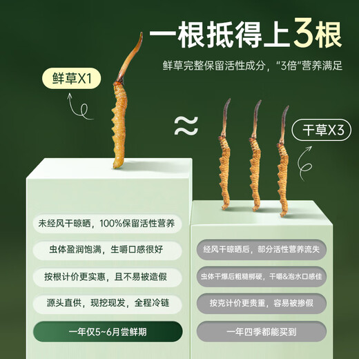 Guokuntang [Chinese Academy of Sciences Traceability] Fresh Cordyceps sinensis Nagqu, Tibet Wild First Stubble Fresh Cordyceps Gift Box Nagqu Fresh Grass 0.8-1.0g/root 30