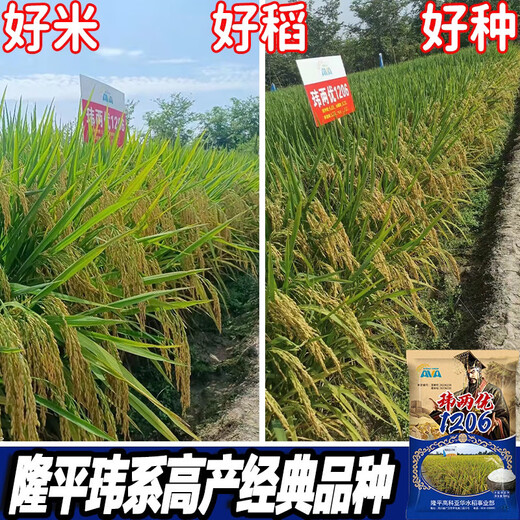 新种国审高产玮两优1206水稻水稻种子稻谷新品种抗倒抗病长粒 玮两优1206一袋【2500克】原装发 国审新种高产稻