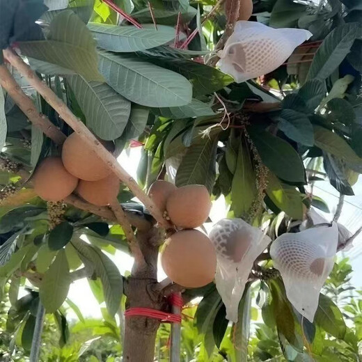 Mommy fruit saplings, potted ground planting, north and south planting, courtyard planting, Mommy - AAA+ high-quality large seedlings, buy 1 Song 1 piece