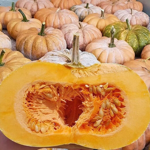 Specially Sweet Pumpkin Seed Flavor Sweet Pumpkin Vegetable Seed Lazy Mopan Large Pumpkin Seed Mopan Large Pumpkin Seed This year’s new species ST2998 new species 2 packs of about 44 seeds, good germination