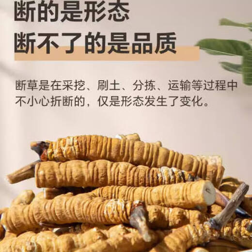 Zentrale Mutter wählt strikt aus Fett Donglai Cordyceps Sinensis gebrochenes Gras Authentisch Cordyceps Tibetaner gebrochener Cordyceps gebrochenes Gras frisch getrockneter Cordyceps 1 Gramm gebrochener Cordyceps [Authentische tibetische Fläche zentrale Höhe]