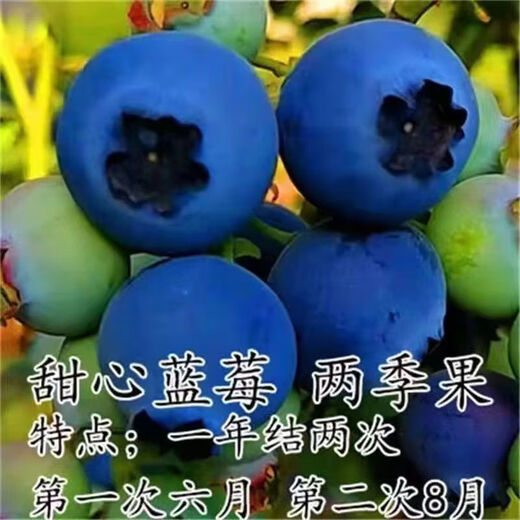 Two harvests, four-season blueberry seedlings potted for ground planting, fruit tree seedlings in the south and north, indoor potted plants, Blue Rain, high yield in two seasons, one-year seedlings, one package shipped with soil