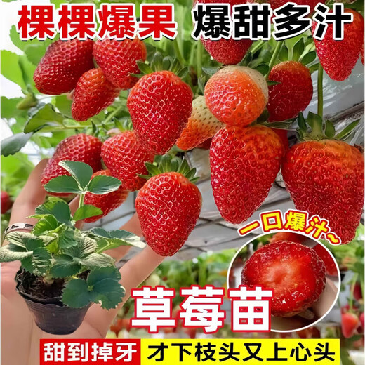 Qizhe strawberry seedlings, cream red strawberry seedlings, four-season greenhouse planting of sweet treasure strawberry seedlings, bare roots, new seedlings, strawberry seeds, 100 capsules