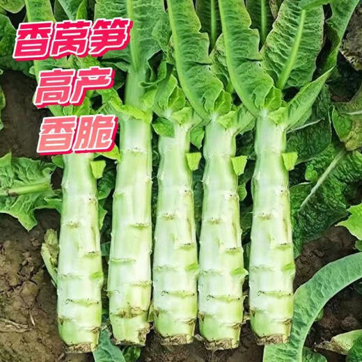 Four seasons lettuce seeds, green skin, green flesh, fragrant lettuce seeds, heat-resistant and cold-resistant, spring, autumn and winter green lettuce seeds, fast growing and delicious, one package of carefully selected grains, about 1010 grains, viable
