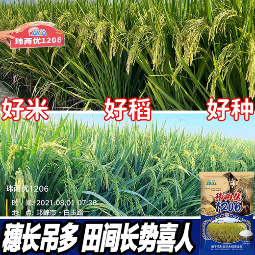 新种国审高产玮两优1206水稻水稻种子稻谷新品种抗倒抗病长粒 玮两优1206一袋【2500克】原装发 国审新种高产稻