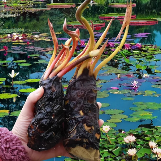 Water lily hydroponic plants bloom in all seasons, fish tanks, ponds, lotus pots, water-based root blocks, 5 large quality water lilies (mixed colors with buds)