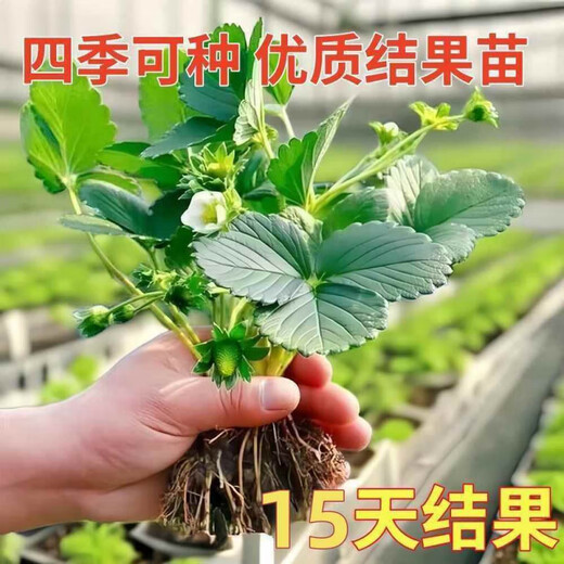 Qizhe strawberry seedlings, cream red strawberry seedlings, four-season greenhouse planting of sweet treasure strawberry seedlings, bare roots, new seedlings, strawberry seeds, 100 capsules