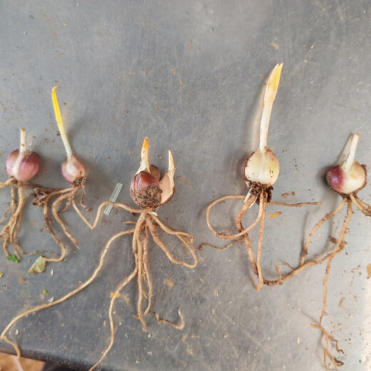 Rolling Lily Edible Sweet Lily Seedlings Base Direct Harvest 30 First Generation Rolling Lily Seedlings