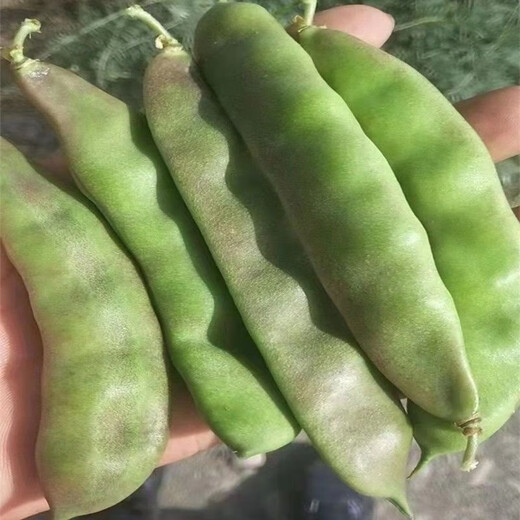 Shop: Purple-flowered oil beans, three-leaf Northeastern oil beans, gluten-free frame beans, boiled boiled early-ripening vegetables, purple-flowered oil beans seeds, 6 packs, about 240 capsules