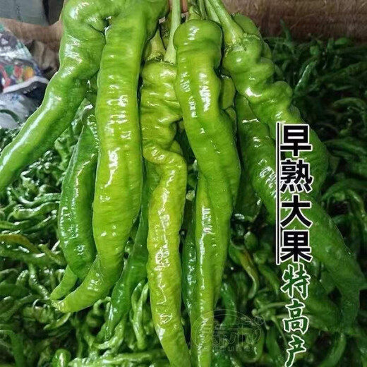 Four Seasons Planting Extra Large Spicy Pepper Thin-Skinned Spicy Chili Seeds Hangzhou Pepper Garden Potted Seasonal Vegetables Spicy Big Fruit Spicy Pepper Seeds New Species Selected 406 Capsules 7WQ