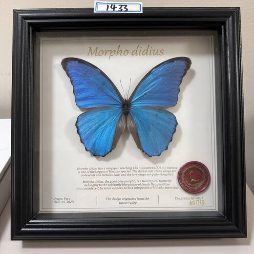 昆虫谷 大蓝闪蝶 蝴蝶标本相框蝴蝶艺术框真蝴蝶朋友节日礼物收藏 1484号