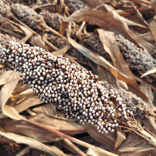 Qiuying edible dwarf sorghum seeds, white waxy sorghum seeds, Kyoto small white sorghum, high yield and disease resistance, field planting and wine making, dwarf small white sorghum 100g, eating rice, sorghum