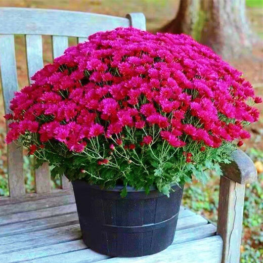 Thousand-headed Chrysanthemum Four Seasons Chrysanthemum Seeds Double-petaled Chrysanthemum Seeds Balcony Garden Potted Easy-to-Live Flower Seeds No. 1 Thousand-headed Chrysanthemum Seeds 10 Color Mixes SF Seasonal New Seeds Two Packs About 602 Capsules