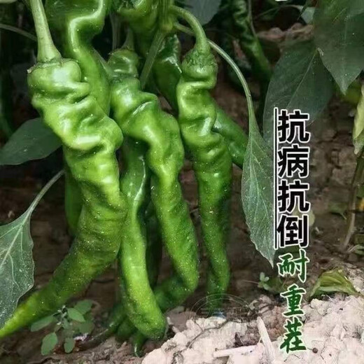 Four Seasons Planting Extra Large Spicy Pepper Thin-Skinned Spicy Chili Seeds Hangzhou Pepper Garden Potted Seasonal Vegetables Spicy Big Fruit Spicy Pepper Seeds New Species Selected 406 Capsules 7WQ
