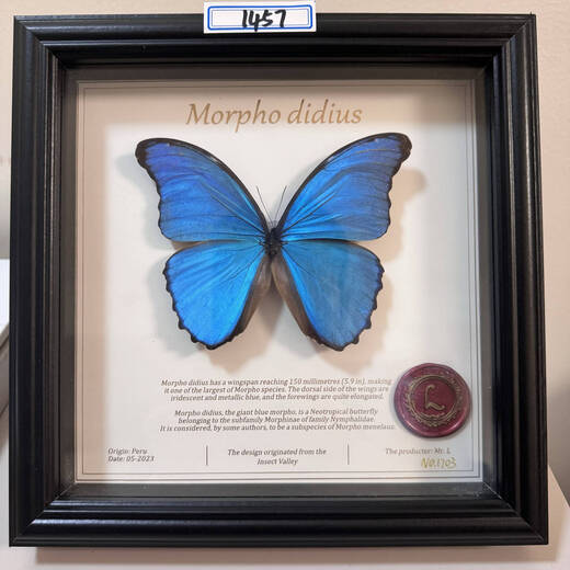昆虫谷 大蓝闪蝶 蝴蝶标本相框蝴蝶艺术框真蝴蝶朋友节日礼物收藏 1484号