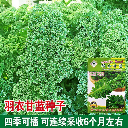 Kale seeds, kale seeds, balcony potted plants, easy to grow fruits and vegetables in the field, kale seeds, brand new seeds, selected grains, 2 packs, about 200 grains