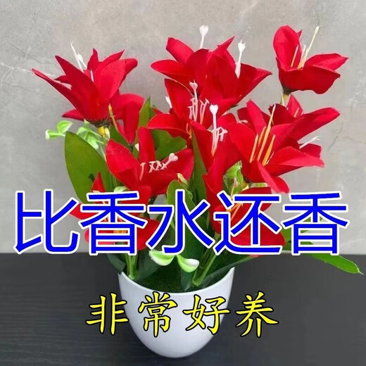 Ten Miles of Fragrance Lazy New Product Fragrance Jade Bulb Flower Potted Flowers All Seasons Blooming Large Flower Collection Cold-resistant New Variety Flame Color Cold-resistant and Drought-resistant Selection of 8 pieces Blooms in 30 days + Fertilizer