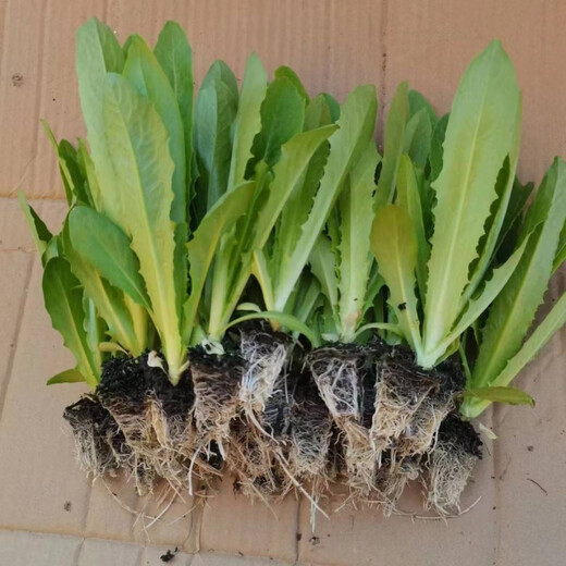 Store hot-selling four-season wheat-flavored wheat vegetable seeds, balcony potted plants, field planting, fresh seedlings, 30 wheat-flavored wheat vegetable seedlings