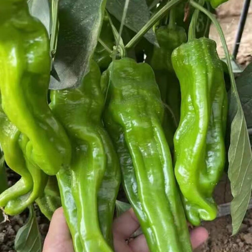 Thin-skinned pepper seedlings, large-fruited tiger-skin green pepper seedlings, mildly spicy wrinkled pickled pepper vegetable seedlings, thin-skinned pepper seedlings 200 pieces, packaged alive