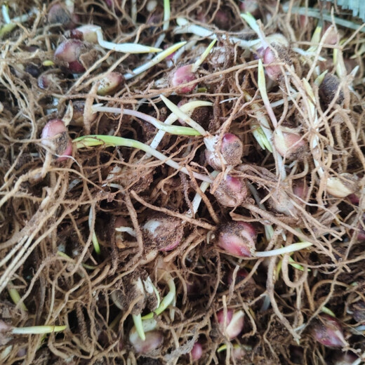 Rolling Lily Edible Sweet Lily Seedlings Base Direct Harvest 30 First Generation Rolling Lily Seedlings