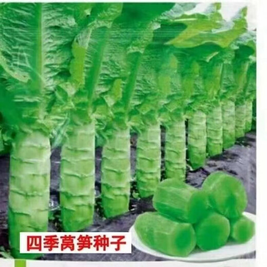 Four seasons lettuce seeds, green skin, green flesh, fragrant lettuce seeds, heat-resistant and cold-resistant, spring, autumn and winter green lettuce seeds, fast growing and delicious, one package of carefully selected grains, about 1010 grains, viable