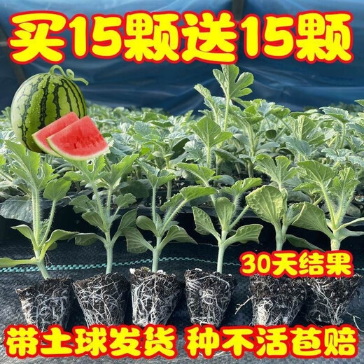 Watermelon seedlings grafted 8424 Extra Sweet Kirin Super Sweet Seedless Midu Watermelon Seedlings Potted Planting Watermelon Seedlings 2K Buy 5+5 (Real Harvest 10) + Fertilizer