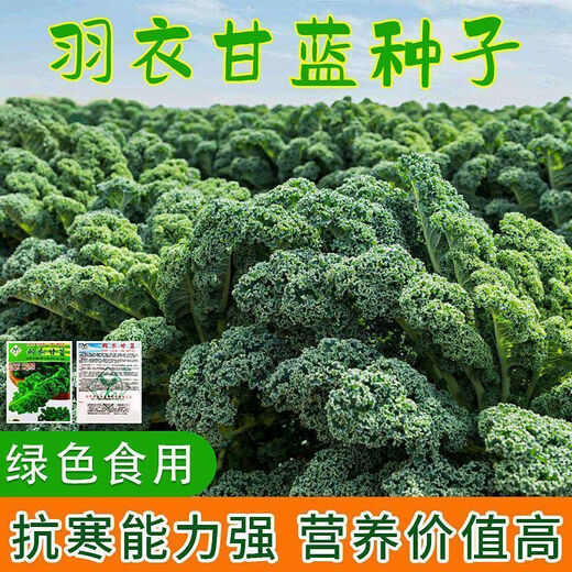 Kale seeds, kale seeds, balcony potted plants, easy to grow fruits and vegetables in the field, kale seeds, brand new seeds, selected grains, 2 packs, about 200 grains