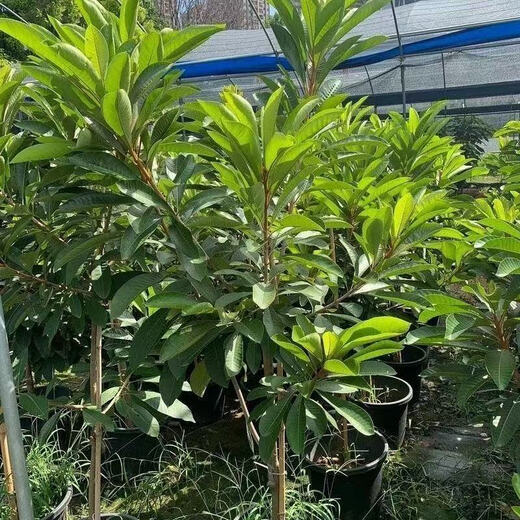 Mommy fruit saplings, potted ground planting, north and south planting, courtyard planting, Mommy - AAA+ high-quality large seedlings, buy 1 Song 1 piece
