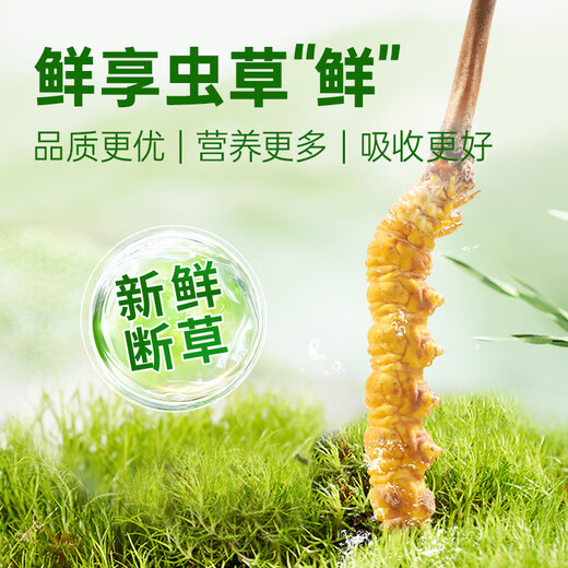 源江草【2025年鲜虫草】新鲜冬虫夏草 大号断虫草20克 源头直发冷运包邮