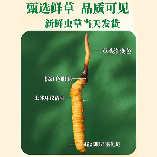 Cordyceps frais Sinensis Verrouillage sous vide Emballage frais Sf Express Chaîne froide Origine droite Sélection de cheveux Big Gras