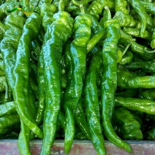 Four Seasons Planting Extra Large Spicy Pepper Thin-Skinned Spicy Chili Seeds Hangzhou Pepper Garden Potted Seasonal Vegetables Spicy Big Fruit Spicy Pepper Seeds New Species Selected 406 Capsules 7WQ