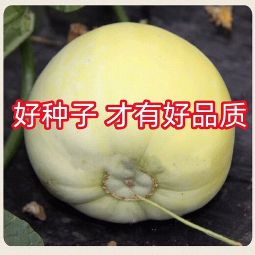 Bingtang Tianbao melon seeds are sown in spring and autumn, sweet and thick-meat for all seasons. Bingtang Tianbao melon seeds Nk89#Newcomer experience, about 52 capsules