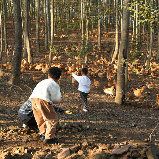 Dr. Yang, 4 free-range native chickens in southern Anhui Province, net weight 4Jin Jin is equal to 0.5kg, uncrowded little rooster, boy chicken, three-yellow chicken, straight from the source