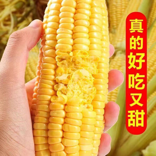 Sweet and crispy fruit corn big sticks, early maturing, fragrant and super sweet corn, eaten raw in the field for all seasons, high quality fruit corn seeds, newly planted in season - 3 packs, about 153 seeds