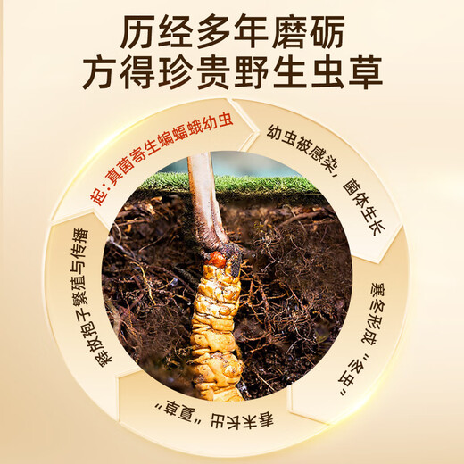 Lila und blaues Blumenmeer [NAQU, Tibet] Authentische wilde Cordyceps sinensis Neue getrocknete Cordyceps High-End-Ernährungsbox für Eltern und Älteste [NAQU, Tibet] Wild 5 Stücke/g 20g Packung