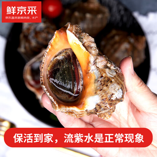 Fresh Jingcai fresh conch, net weight 2Jin Jin is equal to 0.5kg, 5-7 pieces/Jin Jin is equal to 0.5kg, fresh to your home, fresh seafood, straight from the source