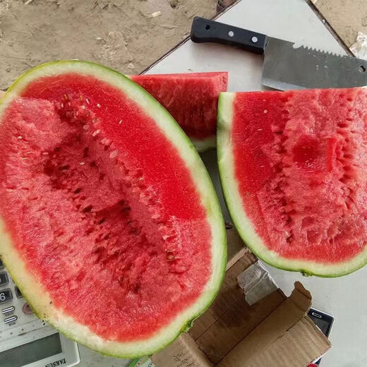 Xinhongbao watermelon seed larvae, green skin, large fruit, few seeds, sown in the courtyard and field in all seasons, giant water, Xinhongbao special - high quality, original 1 pack of about 50 capsules