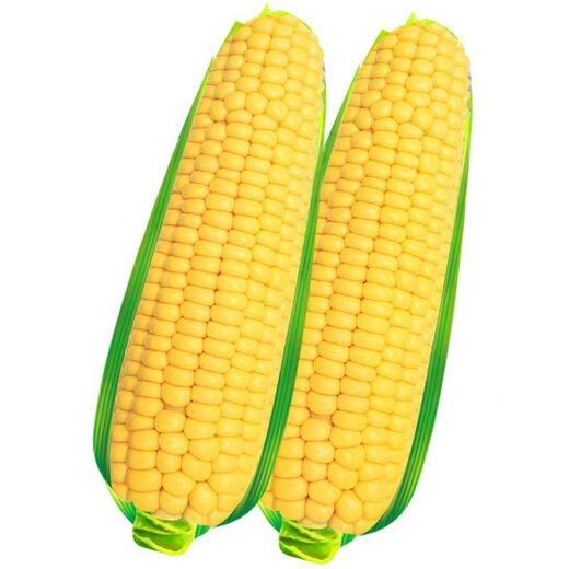 Sweet and crispy fruit corn big sticks, early maturing, fragrant and super sweet corn, eaten raw in the field for all seasons, high quality fruit corn seeds, newly planted in season - 3 packs, about 153 seeds
