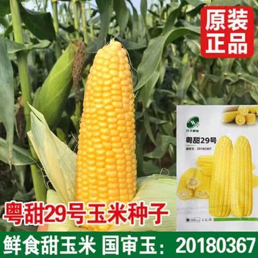 Sweet and crispy fruit corn big sticks, early maturing, fragrant and super sweet corn, eaten raw in the field for all seasons, high quality fruit corn seeds, newly planted in season - 3 packs, about 153 seeds