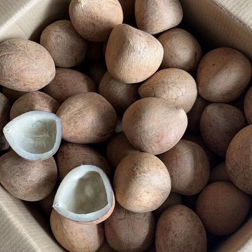 Vacuum coconut king slices, sea coconut king slices, coconut meat, fresh coconut meat, fragrant coconut milk, soup, catering, coconut chicken, 2 coconut king meats