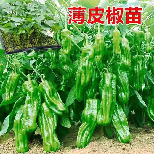 Thin-skinned pepper seedlings, large-fruited tiger-skin green pepper seedlings, mildly spicy wrinkled pickled pepper vegetable seedlings, thin-skinned pepper seedlings 200 pieces, packaged alive