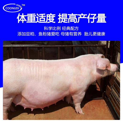 Zhengzhou Kangdi 8% lactating sow premix lactating sow feed feed pregnant sow premix replacement sow pregnant sow (breeding - 85 days of pregnancy)