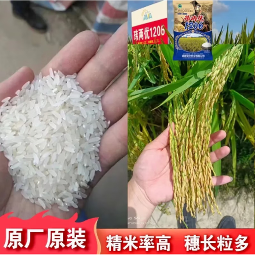 新种国审高产玮两优1206水稻水稻种子稻谷新品种抗倒抗病长粒 玮两优1206一袋【2500克】原装发 国审新种高产稻
