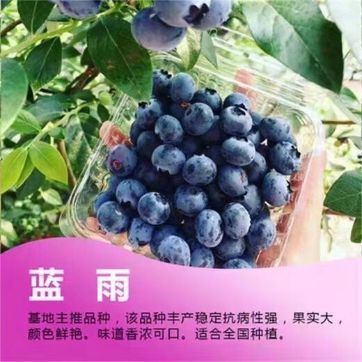 Two harvests, four-season blueberry seedlings potted for ground planting, fruit tree seedlings in the south and north, indoor potted plants, Blue Rain, high yield in two seasons, one-year seedlings, one package shipped with soil