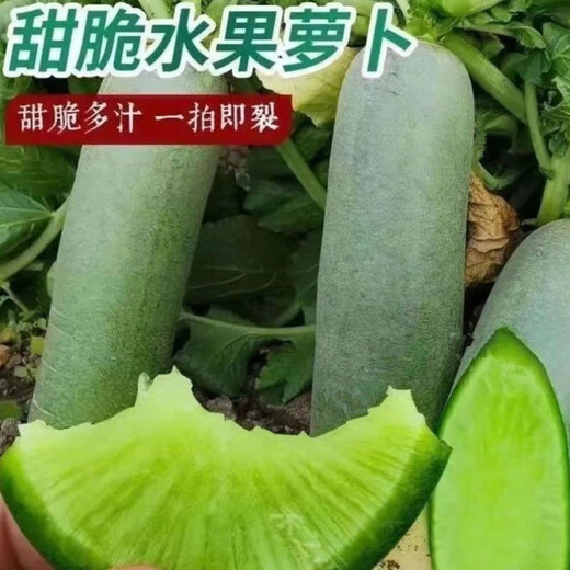 Rock sugar fruit radish seeds are crispy and sweet when eaten raw. Heat-resistant green radish is sown in all seasons. Green radish farm vegetable seeds. Green skin and green heart fruit radish seeds. G#986 selected new species. About 300 capsules.