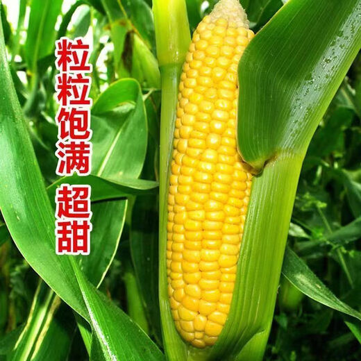 Sweet and crispy fruit corn big sticks, early maturing, fragrant and super sweet corn, eaten raw in the field for all seasons, high quality fruit corn seeds, newly planted in season - 3 packs, about 153 seeds